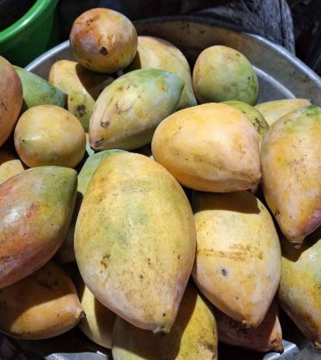 Mango Totapuri Graft