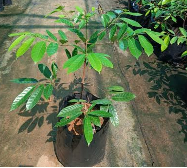 Nutmeg Sreelankan Bud 2-3 step (16*16 cover)