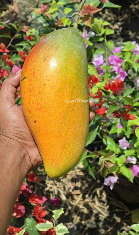 Mango hong siang (red dragon) bud