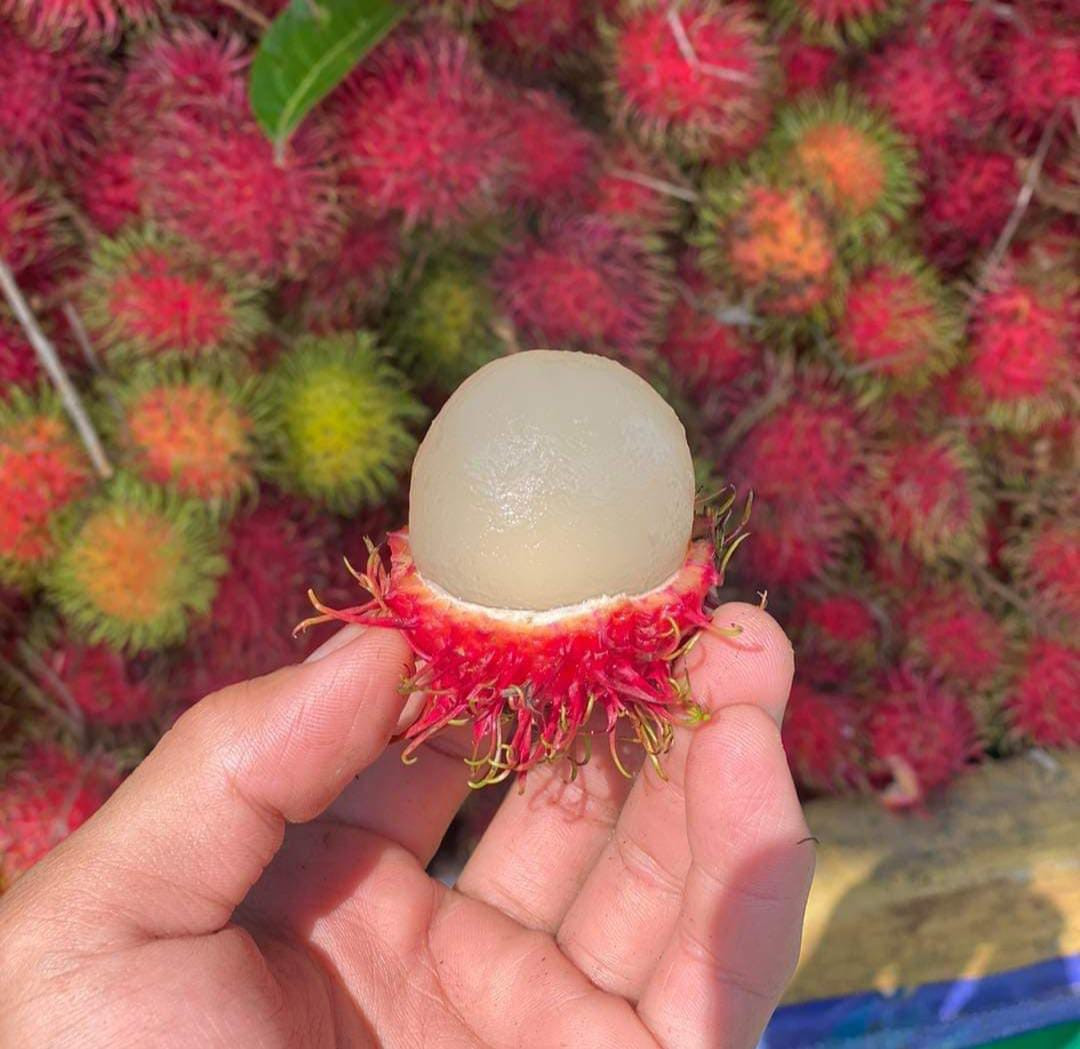 Rambutan Jarum Emas Bud Big Size