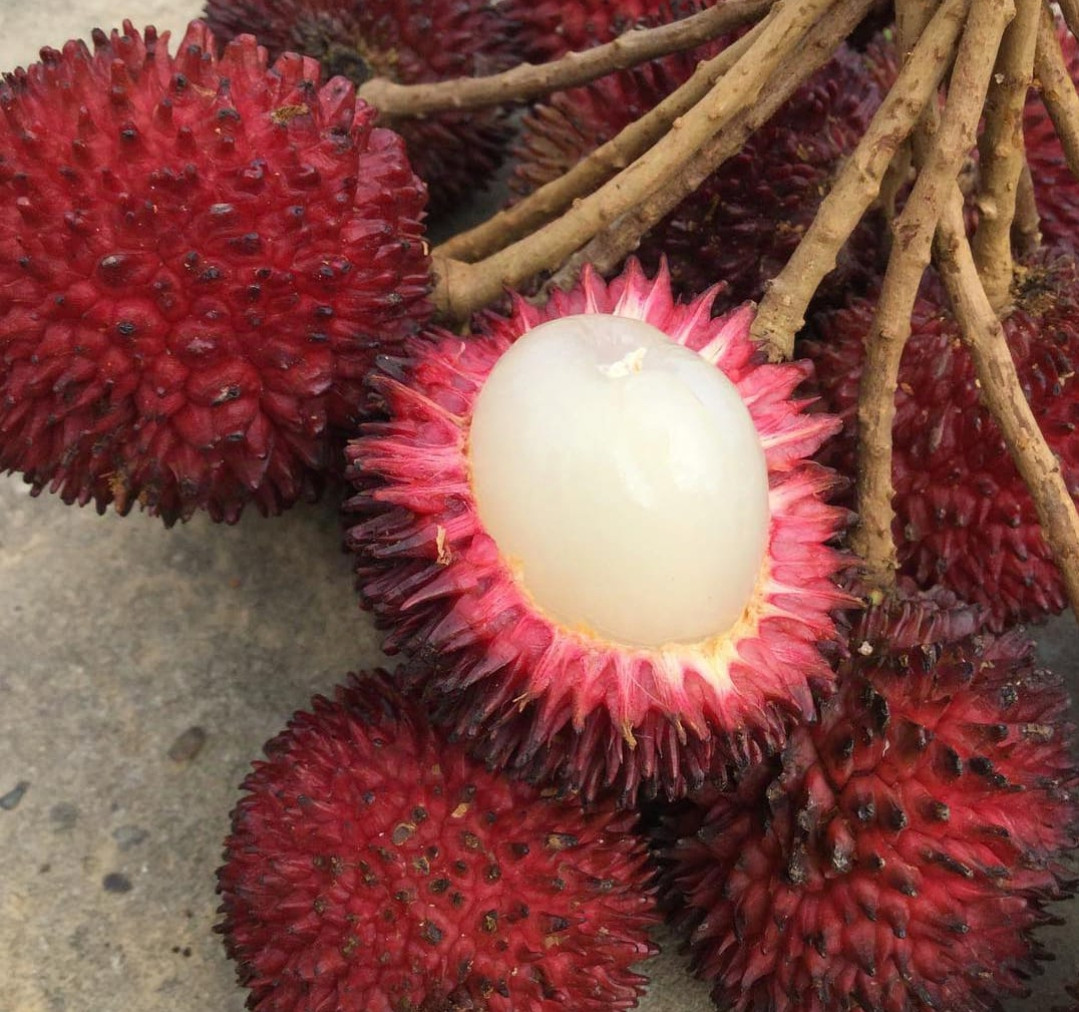 Pulasan bud (homegrown brand)
