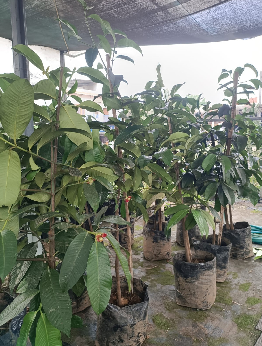 Mangosteen graft flowered big size
