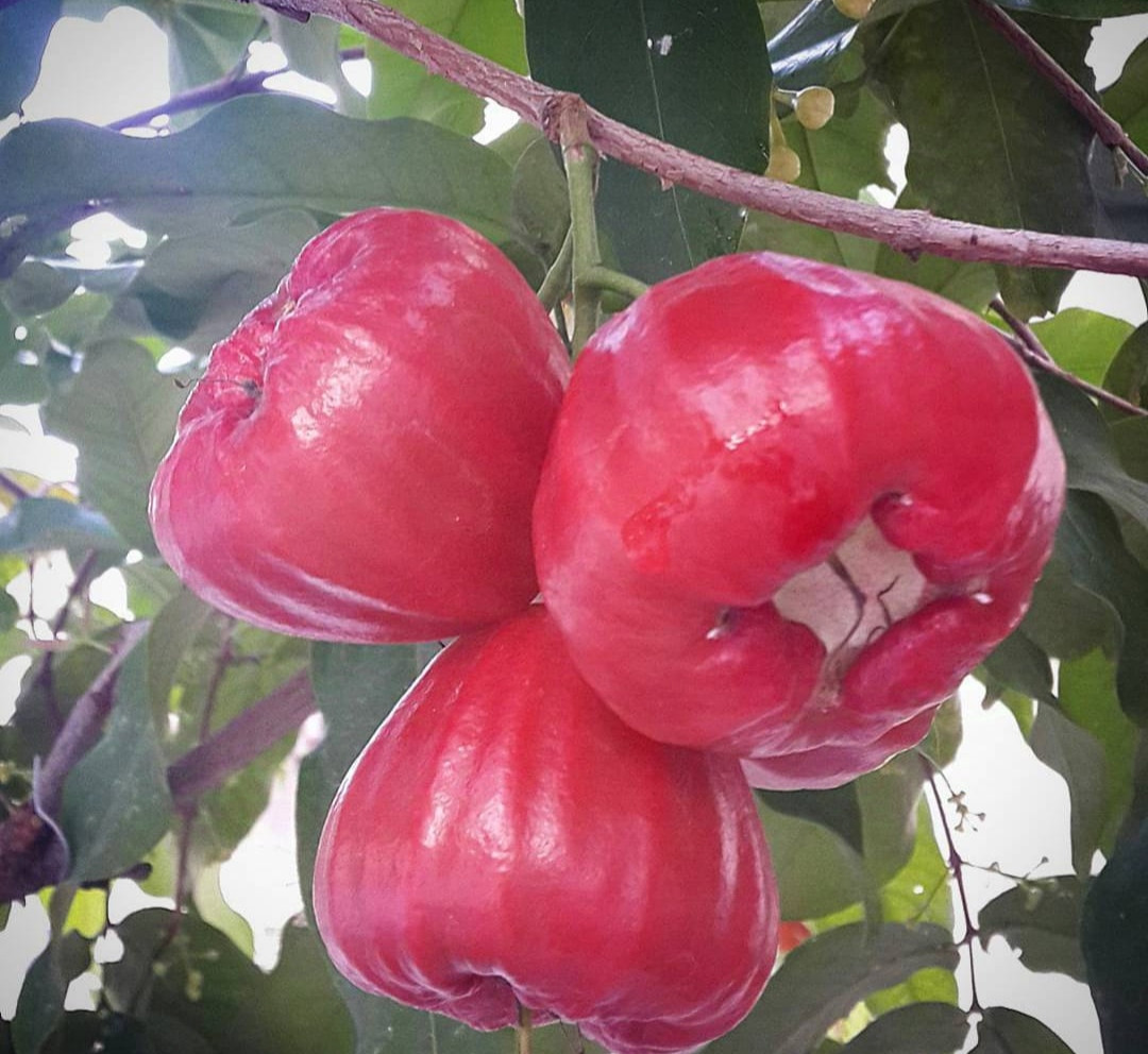 Chamba Bali Red Layer