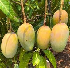 Mango Kesar Graft