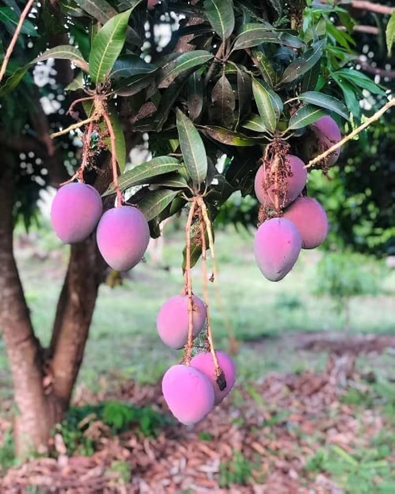 Mango American Red Palmer Graft