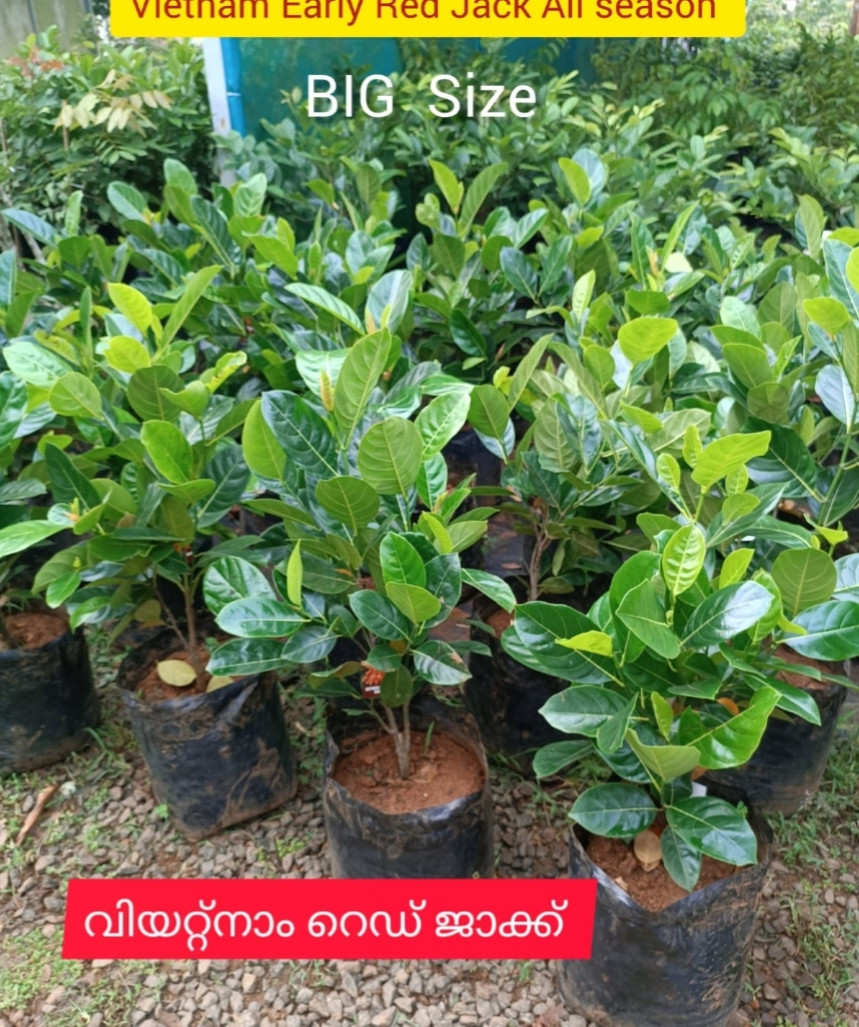 Jack Vietnam Red Bud BIG size