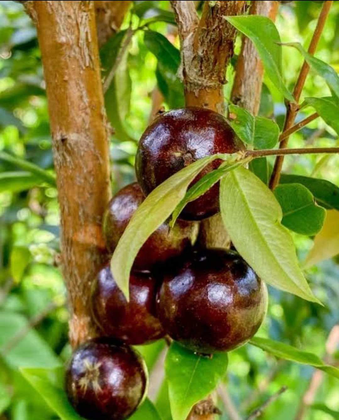 Jaboticaba Red Hybrid Seedling