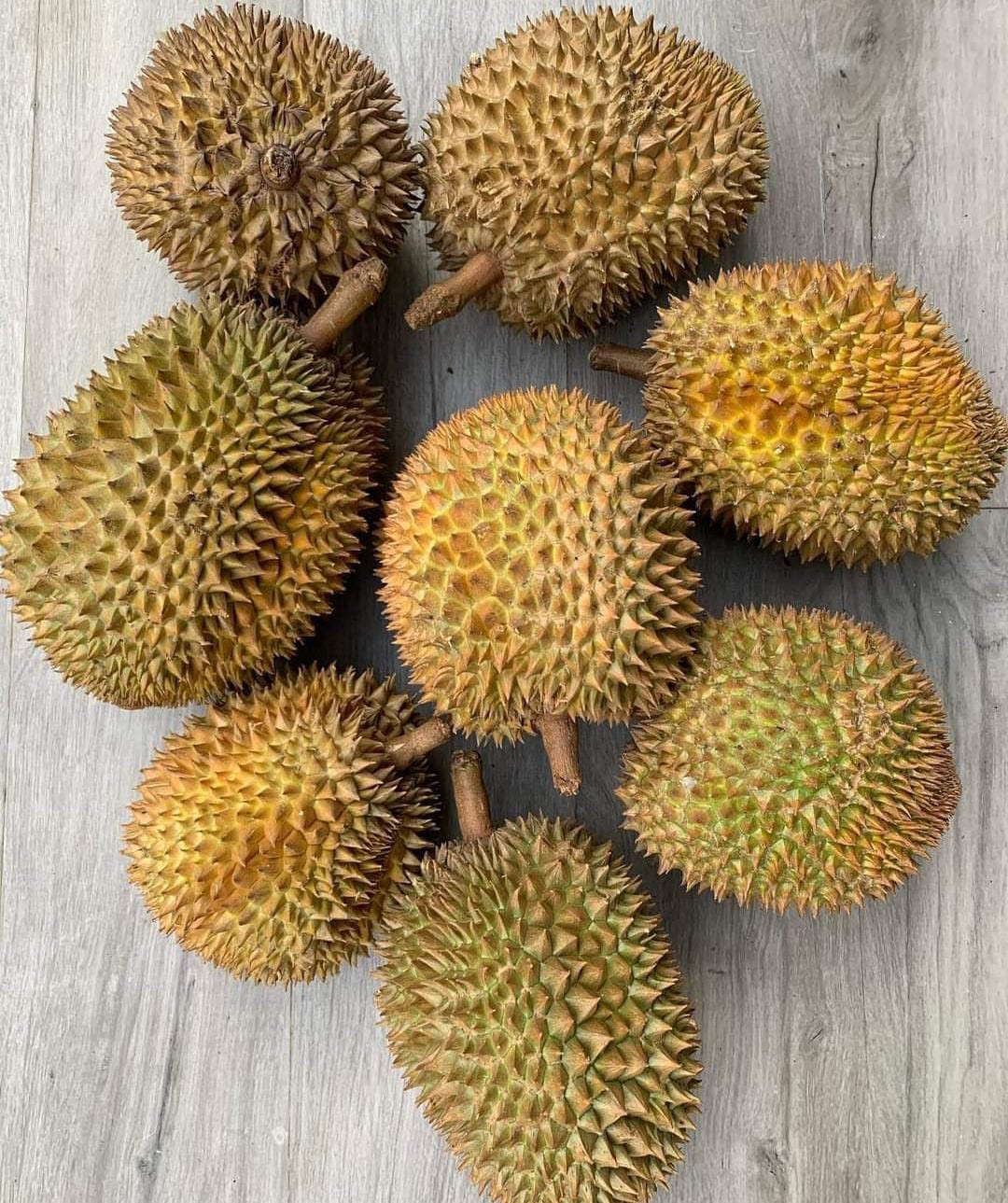 Durian Monthong 2 bud