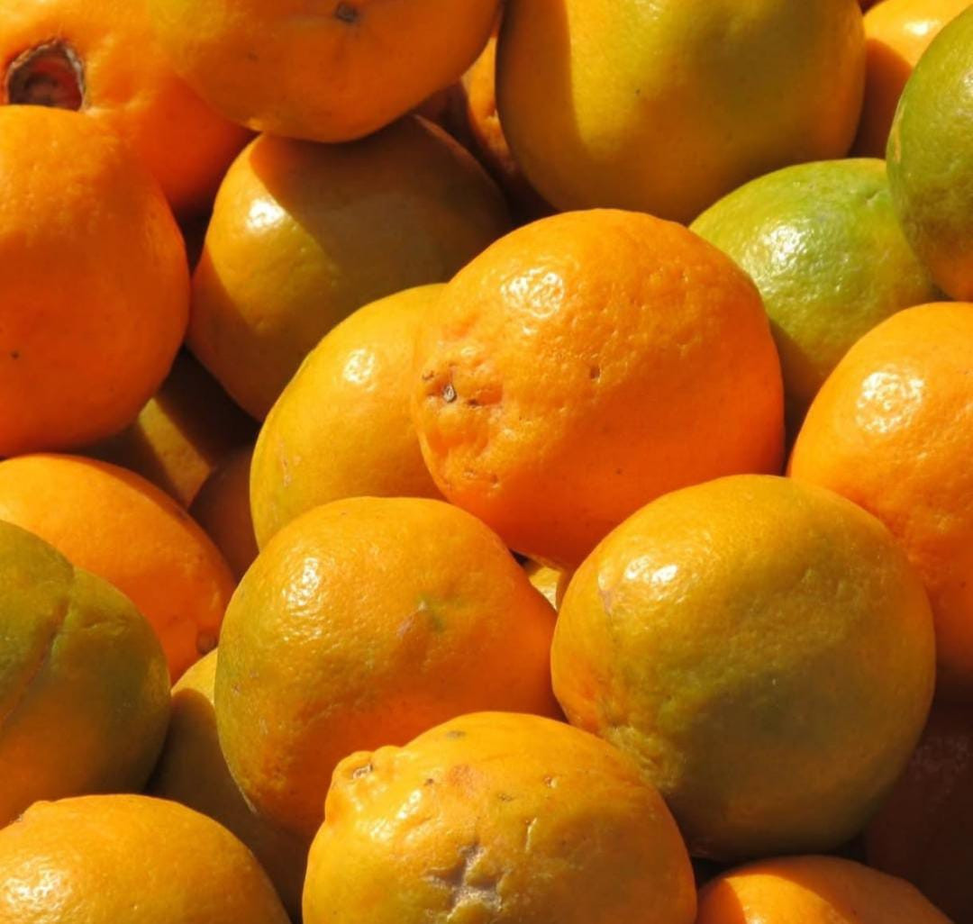 Nagpur Orange Sweet Graft BIG Size