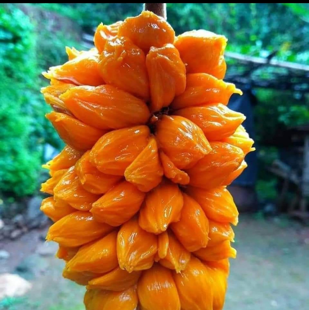 Anjili keledang bud