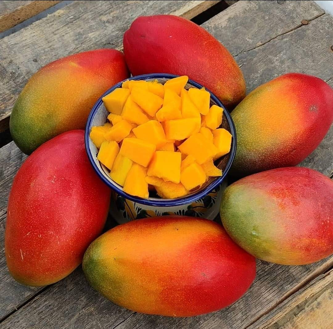 Mango amarican red plamer graft