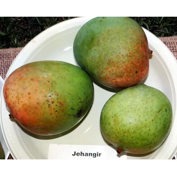 Mango Jahangir Bud