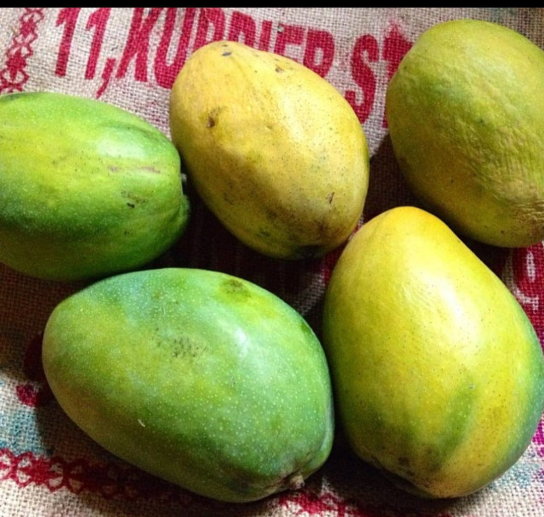 Mango himapasanth graft