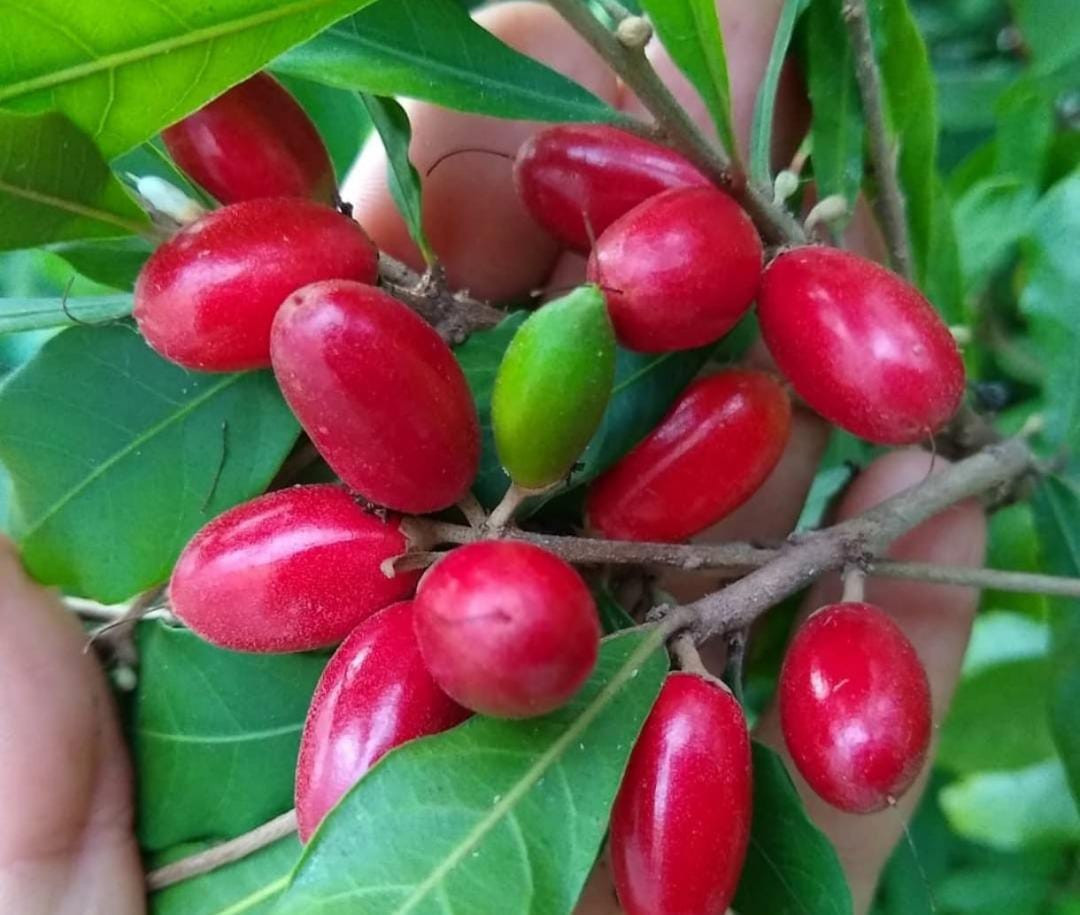 Miracle Fruit Seedling