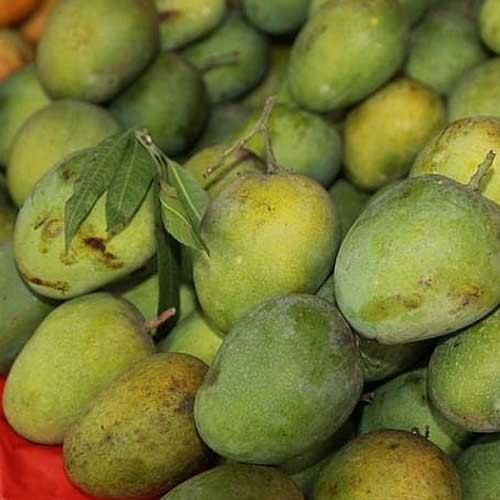 Mango Himapasand Graft