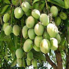 Mango Chandrakkaran Bud