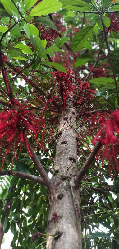 Sweet mootty red bud