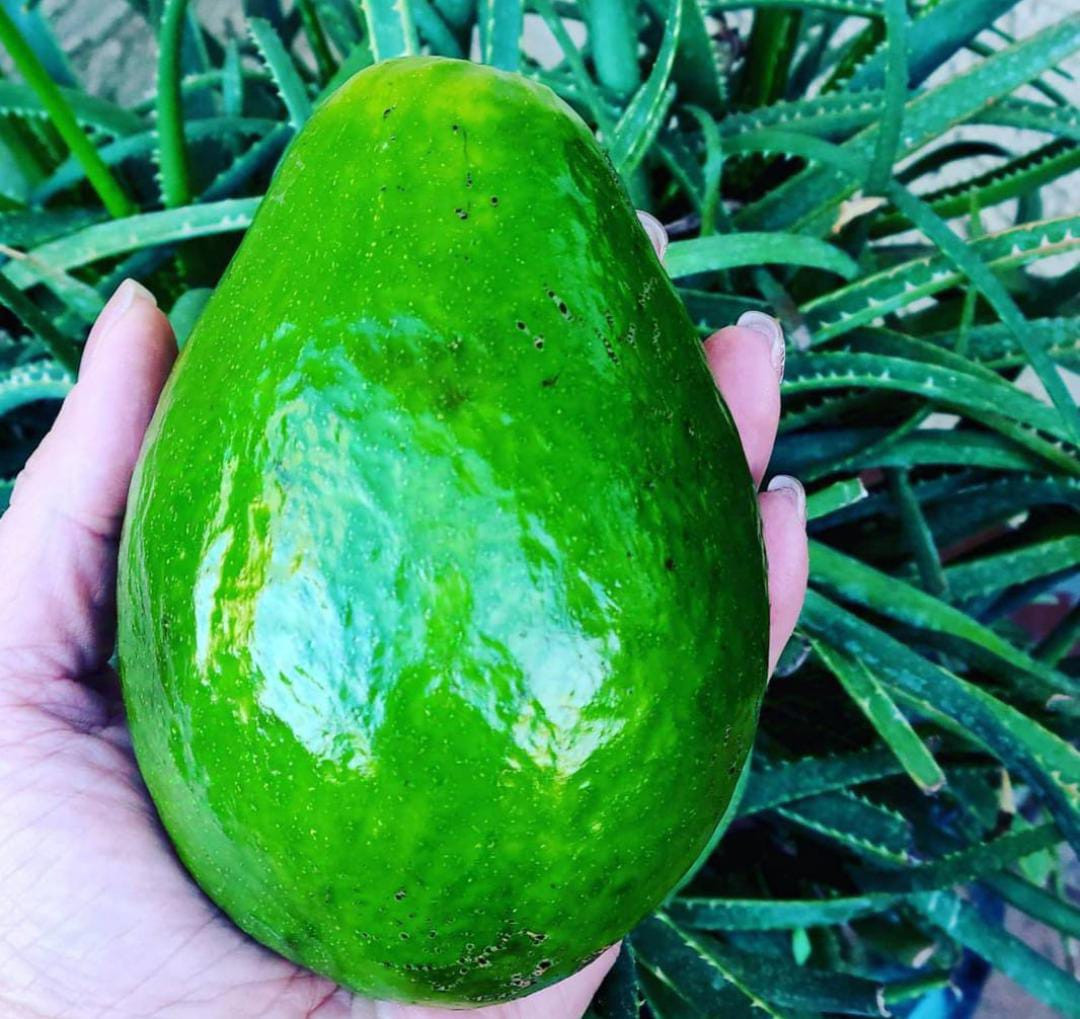 Avacado Tropical Green Graft