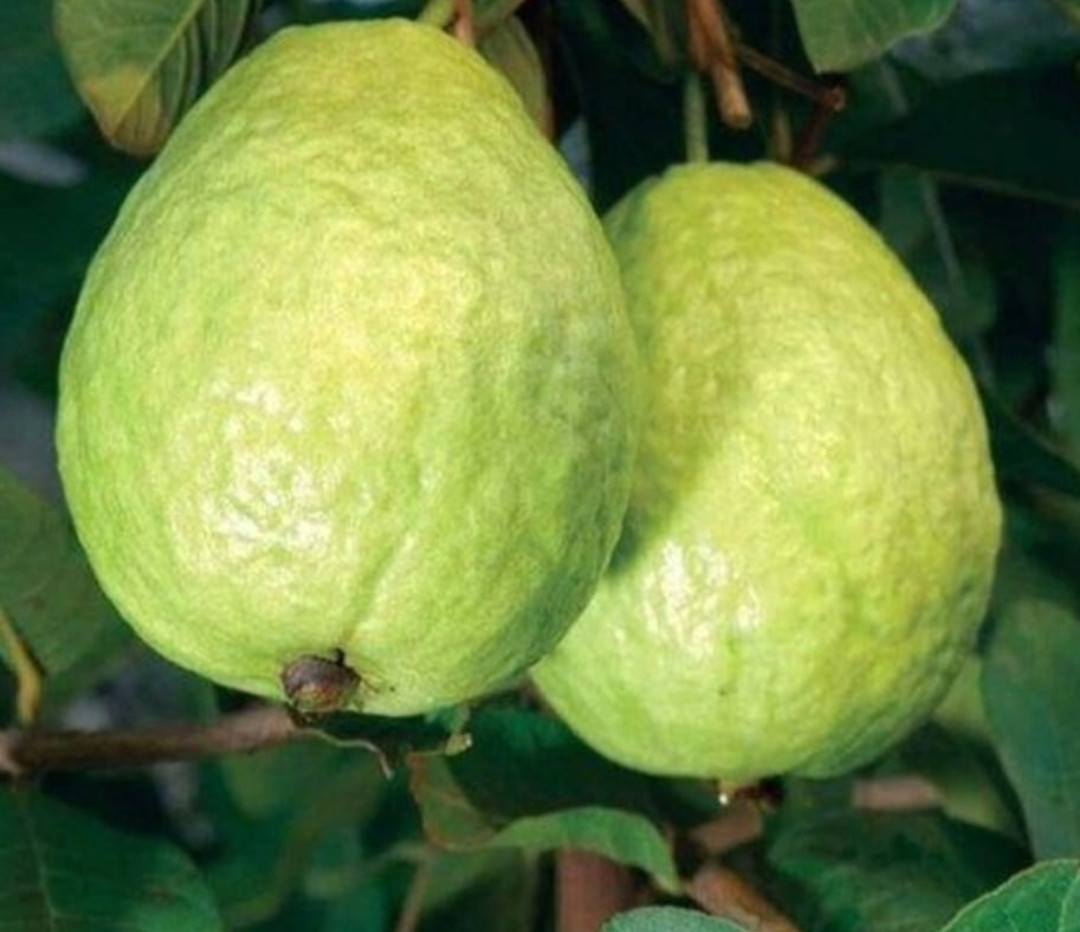 Guava l 49(lucknow) white layer