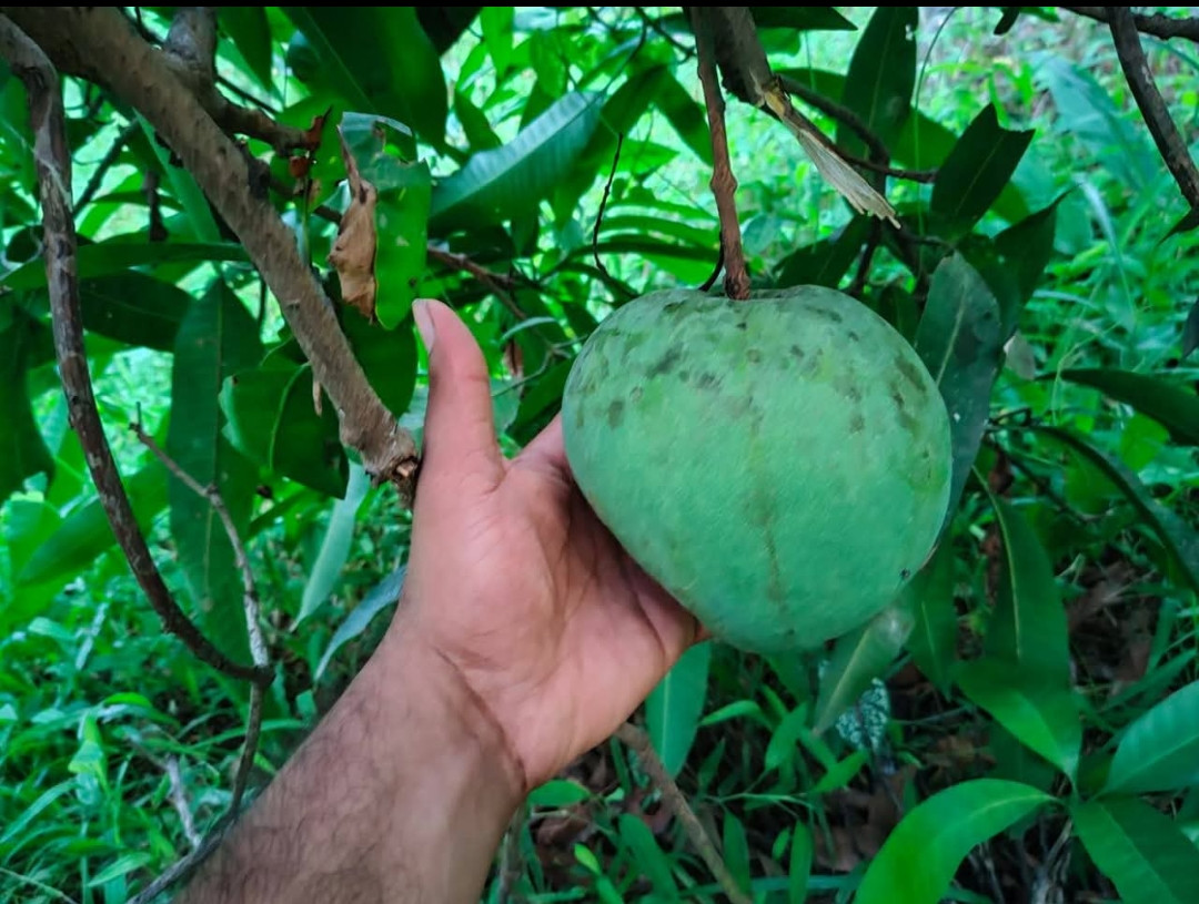Mango black andrews (black &rose) bud