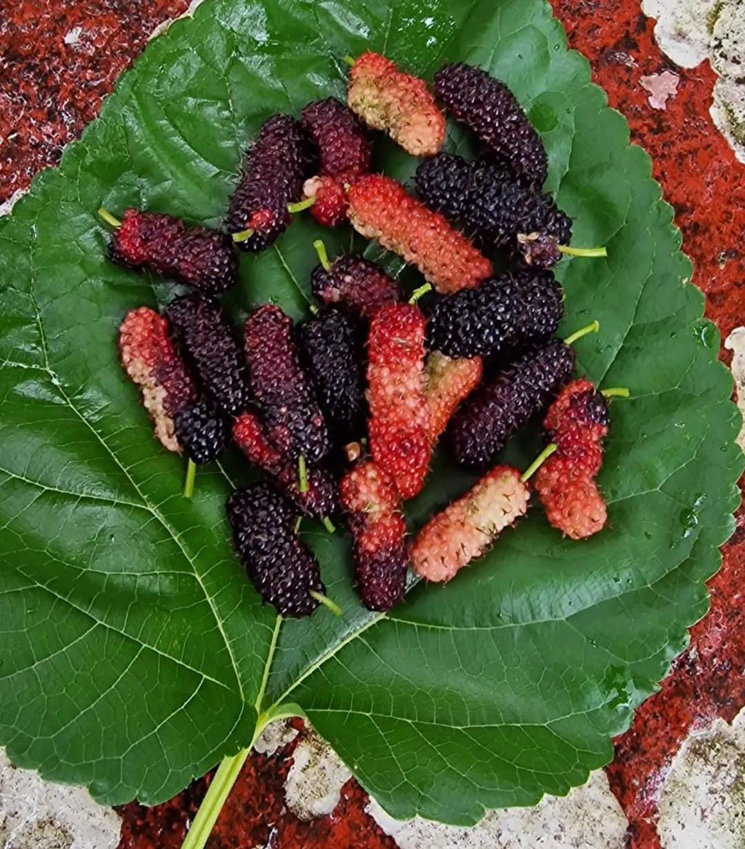 Mulberry Kerala Nadan Bud