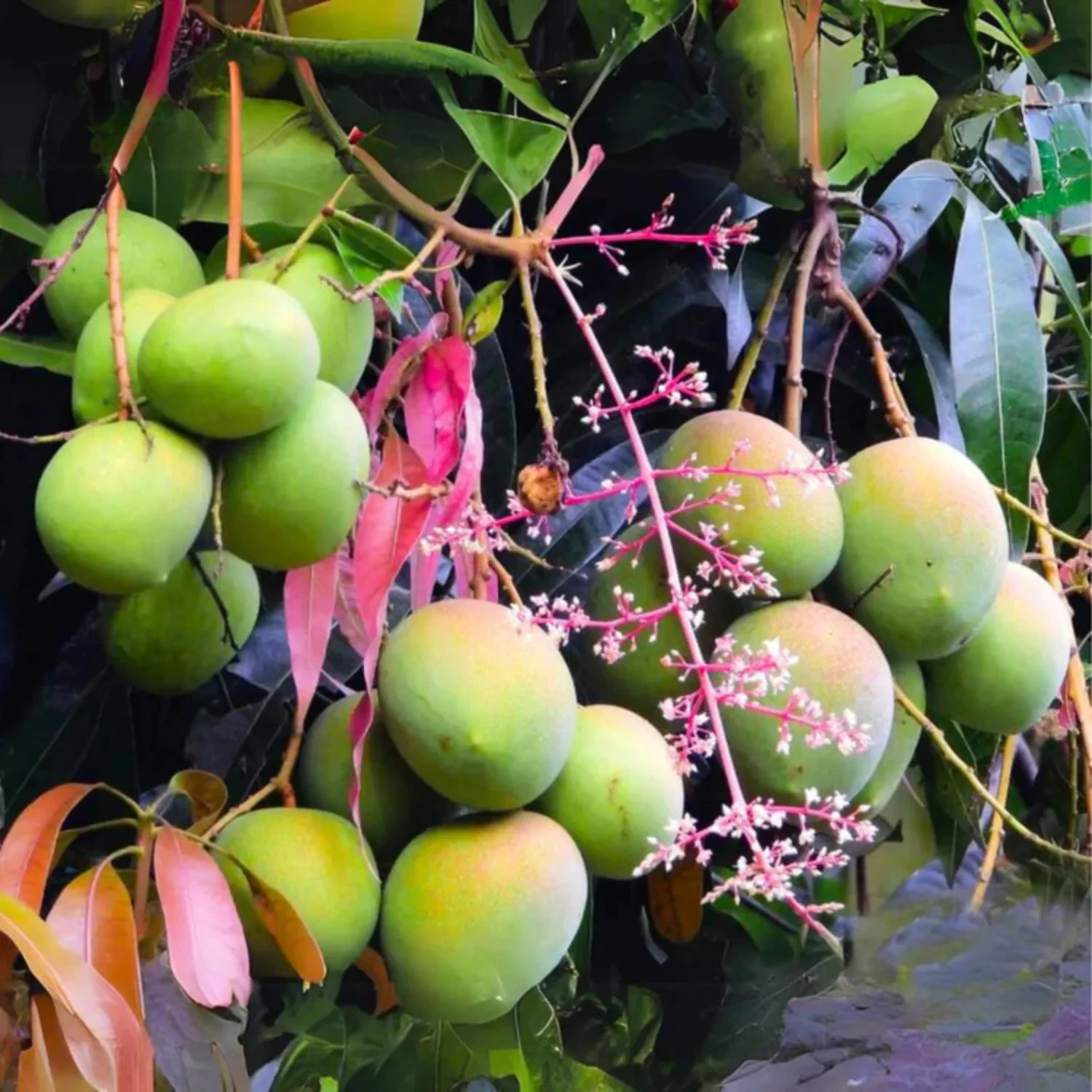 Mango Kottaparamban Bud