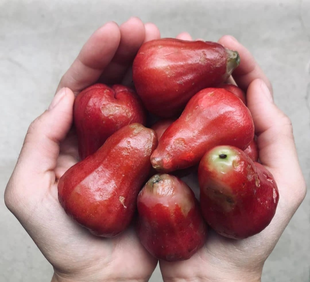 Chamba Thai Bell Red Layer