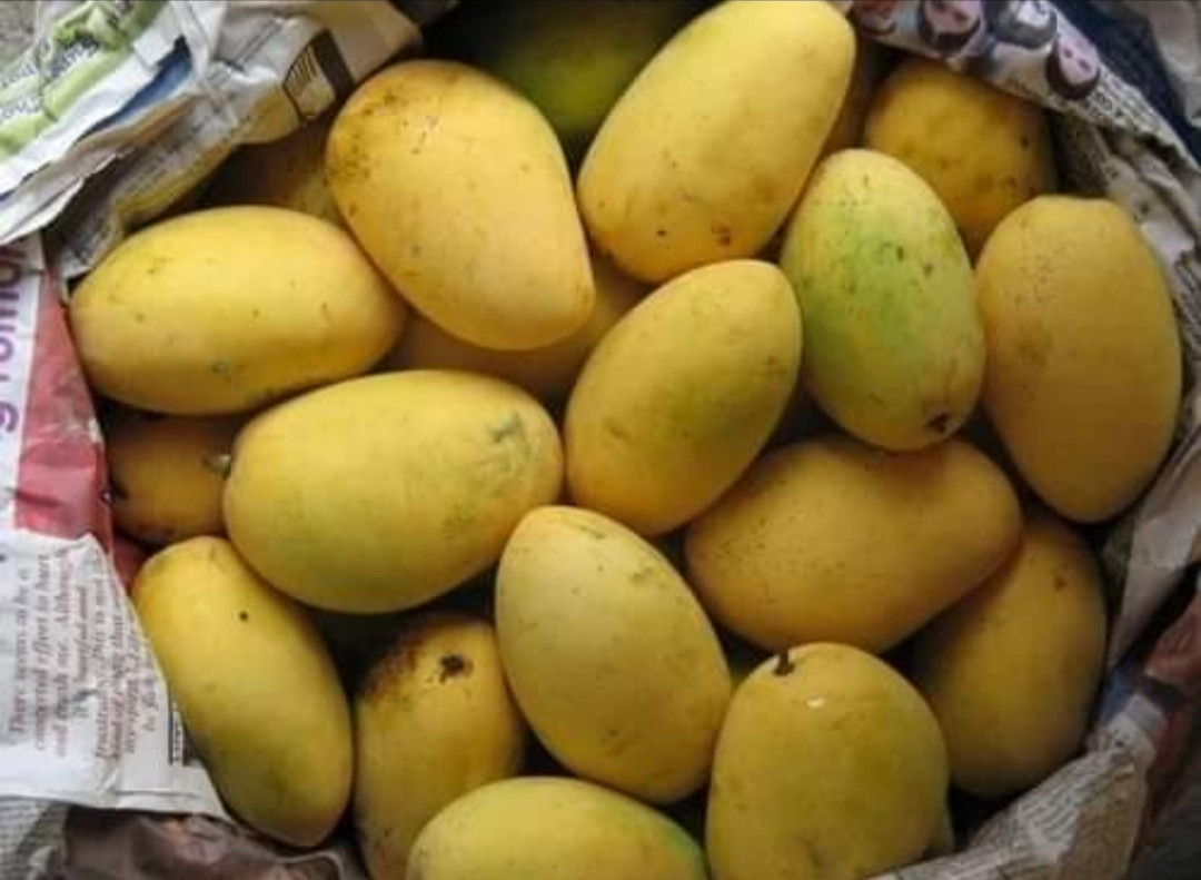 Mango pakistan chaunsa graft