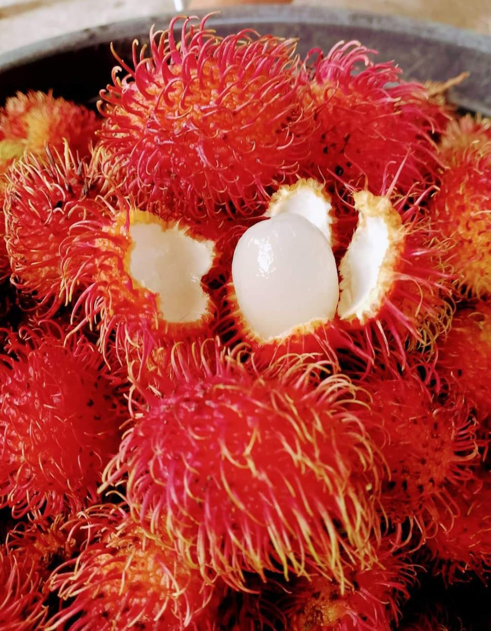 Rambutan Maharlika Bud