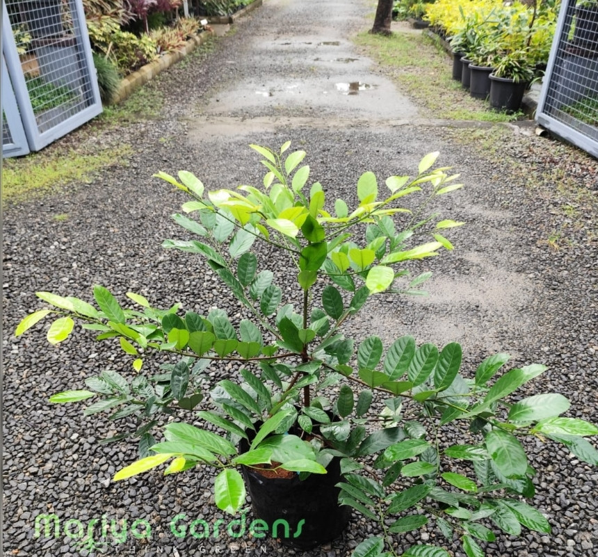 Nutmeg Vannappuram Nadan Bud 2-3 step (16*16 cover)