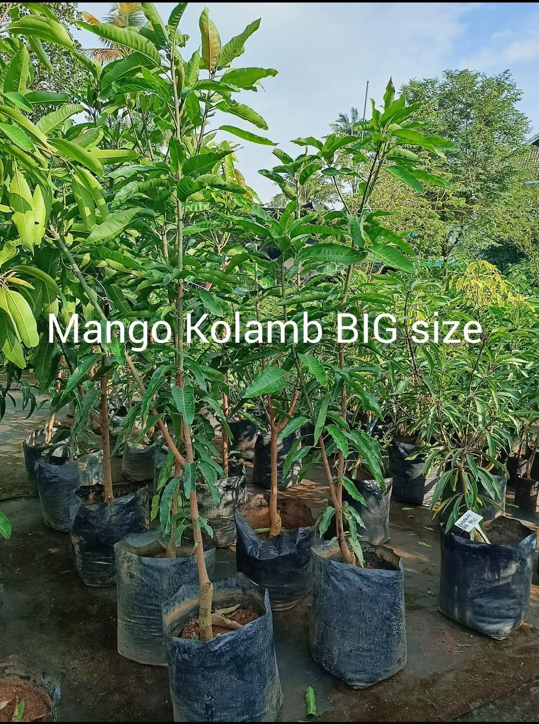 Mango kolamb bud big size