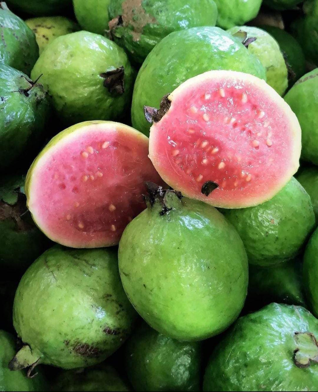 Guava Arka Kiran Pink Layer