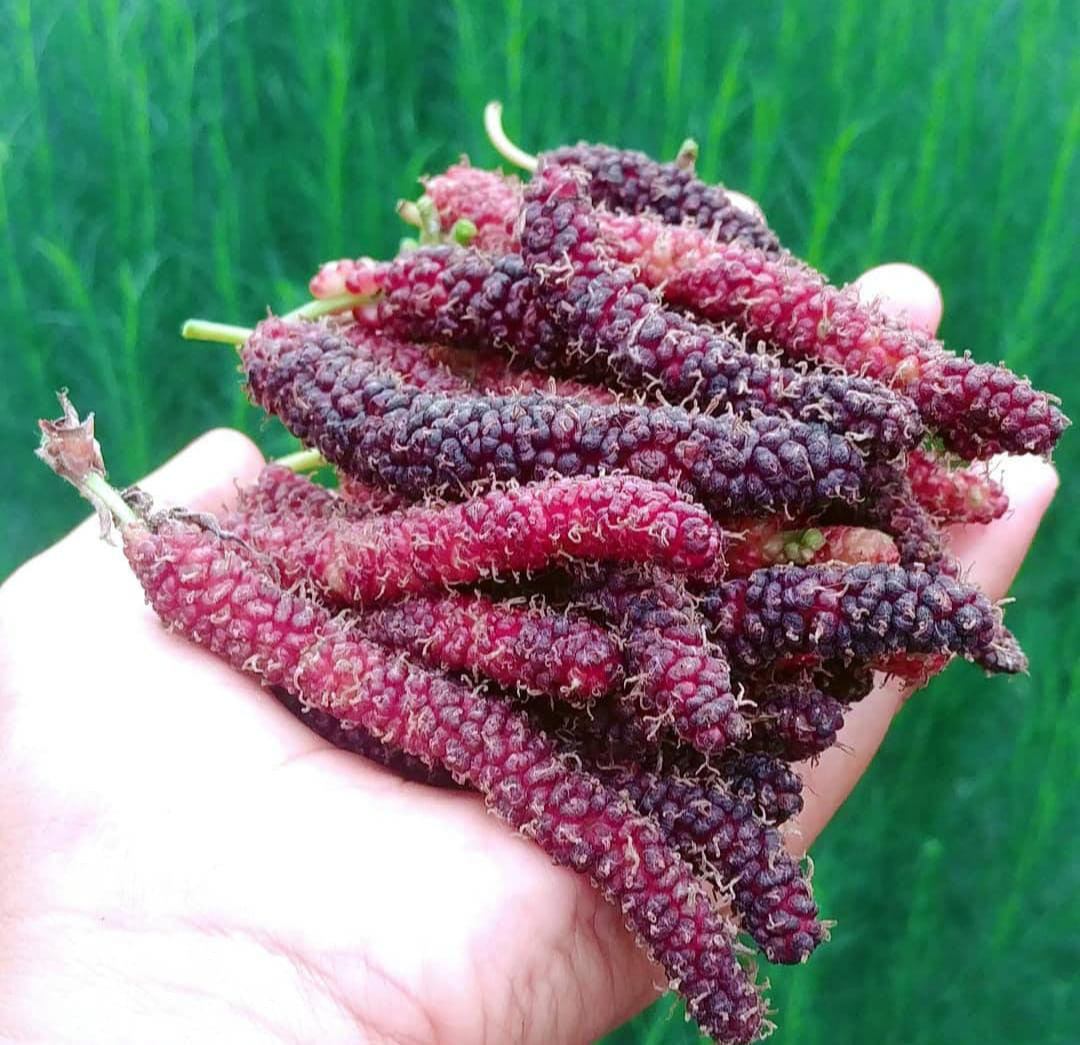Brazilian Long Mulberry Red Bud