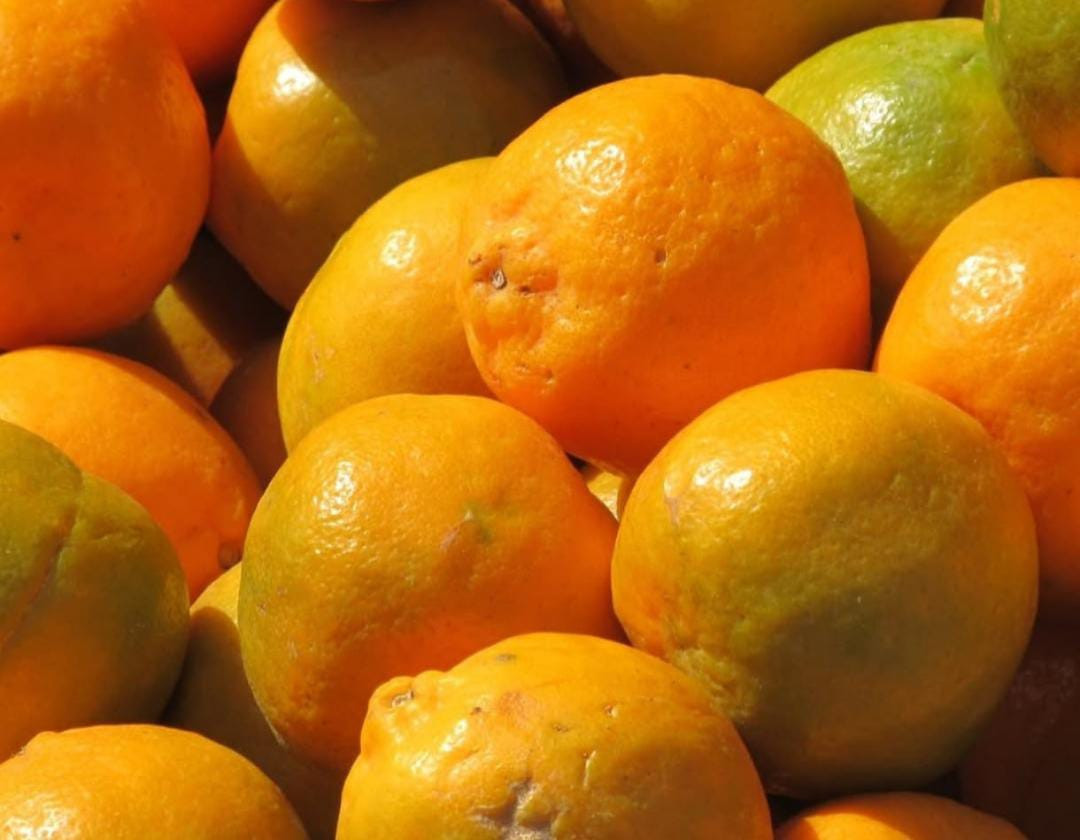 Nagpur Orange Graft Extra Big size