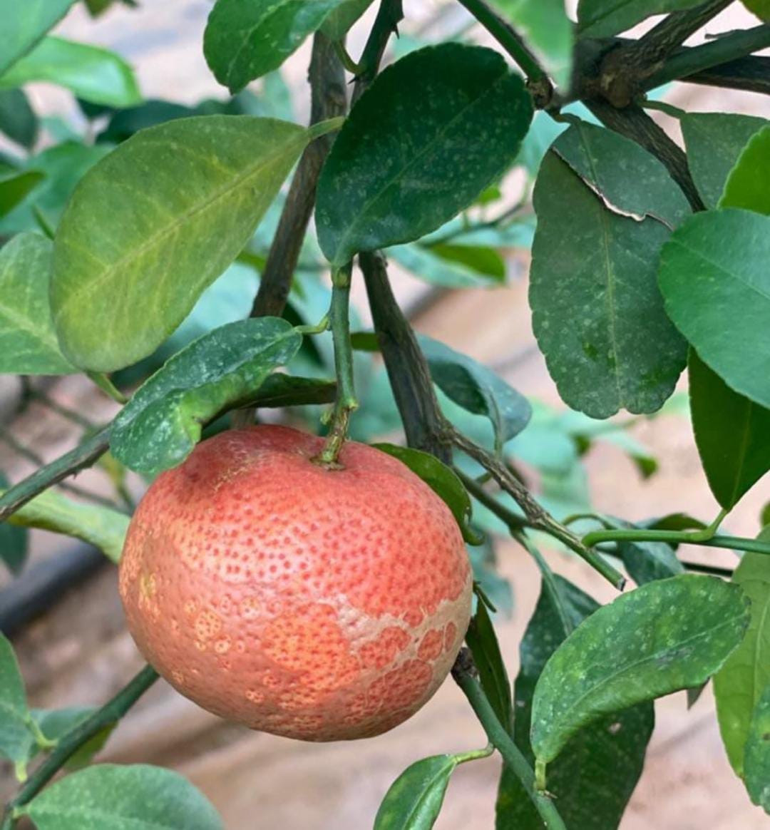 Thai Red Market Lemon Layer