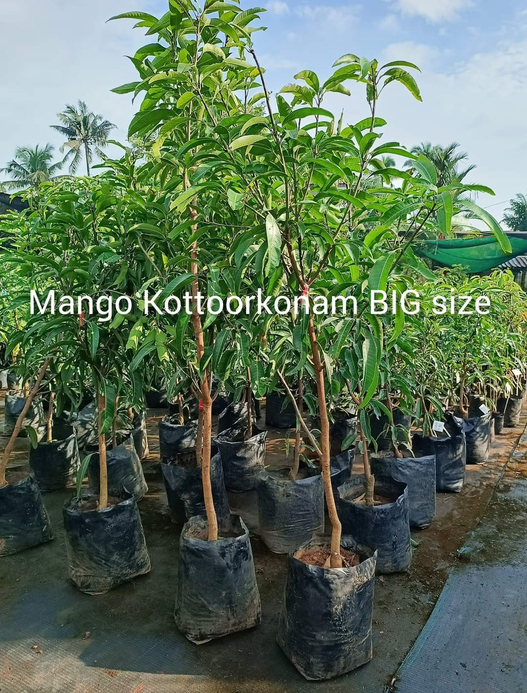 Mango Kottoorkonam Bud BIG size