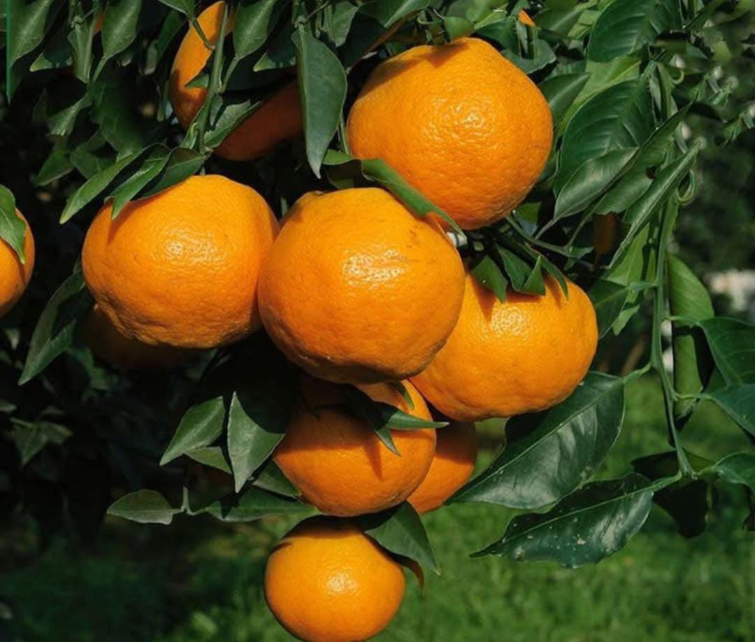 Dekopon Orange Graft