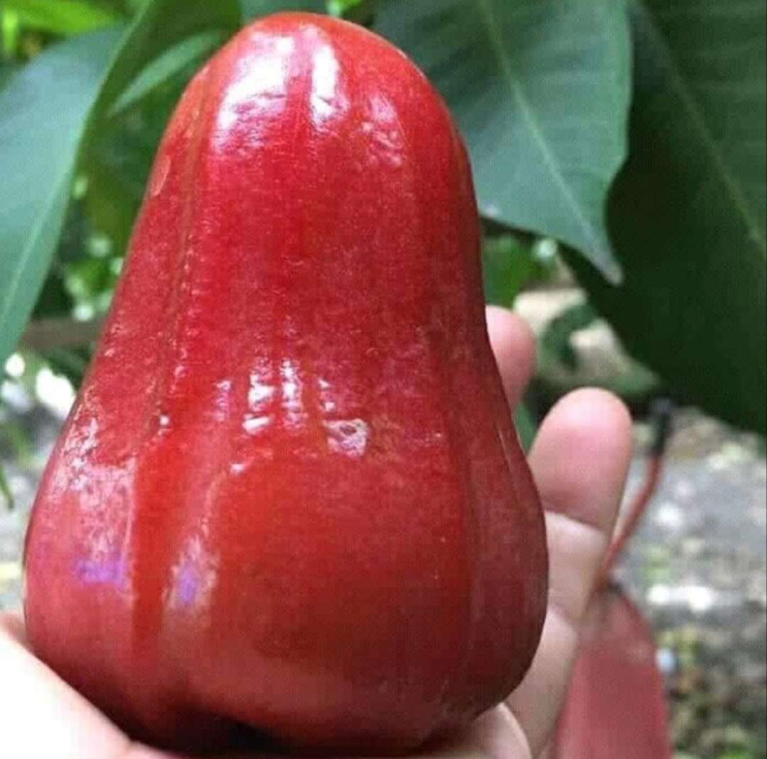 Chamba Gaint Red Crystal Layer