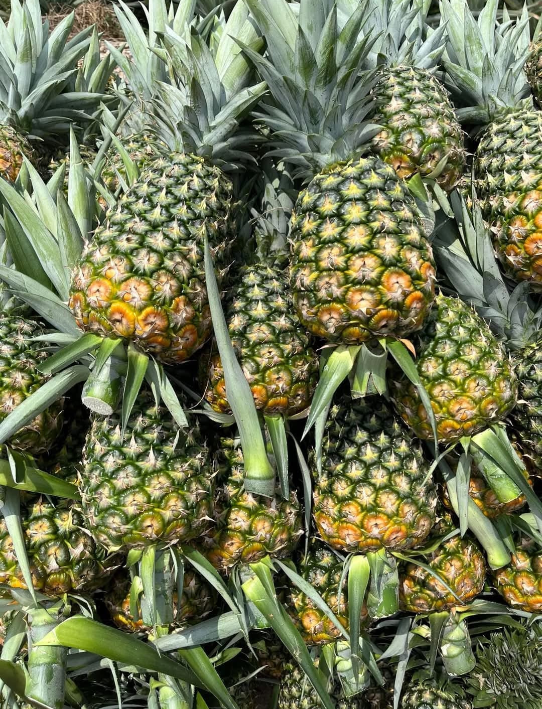 Israel pineapple md2 tissue culture plants
