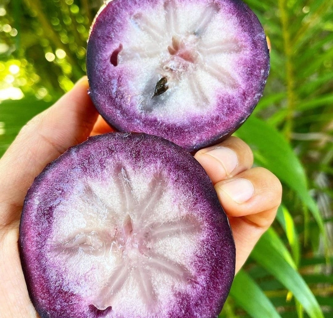 Milk fruit purple bud
