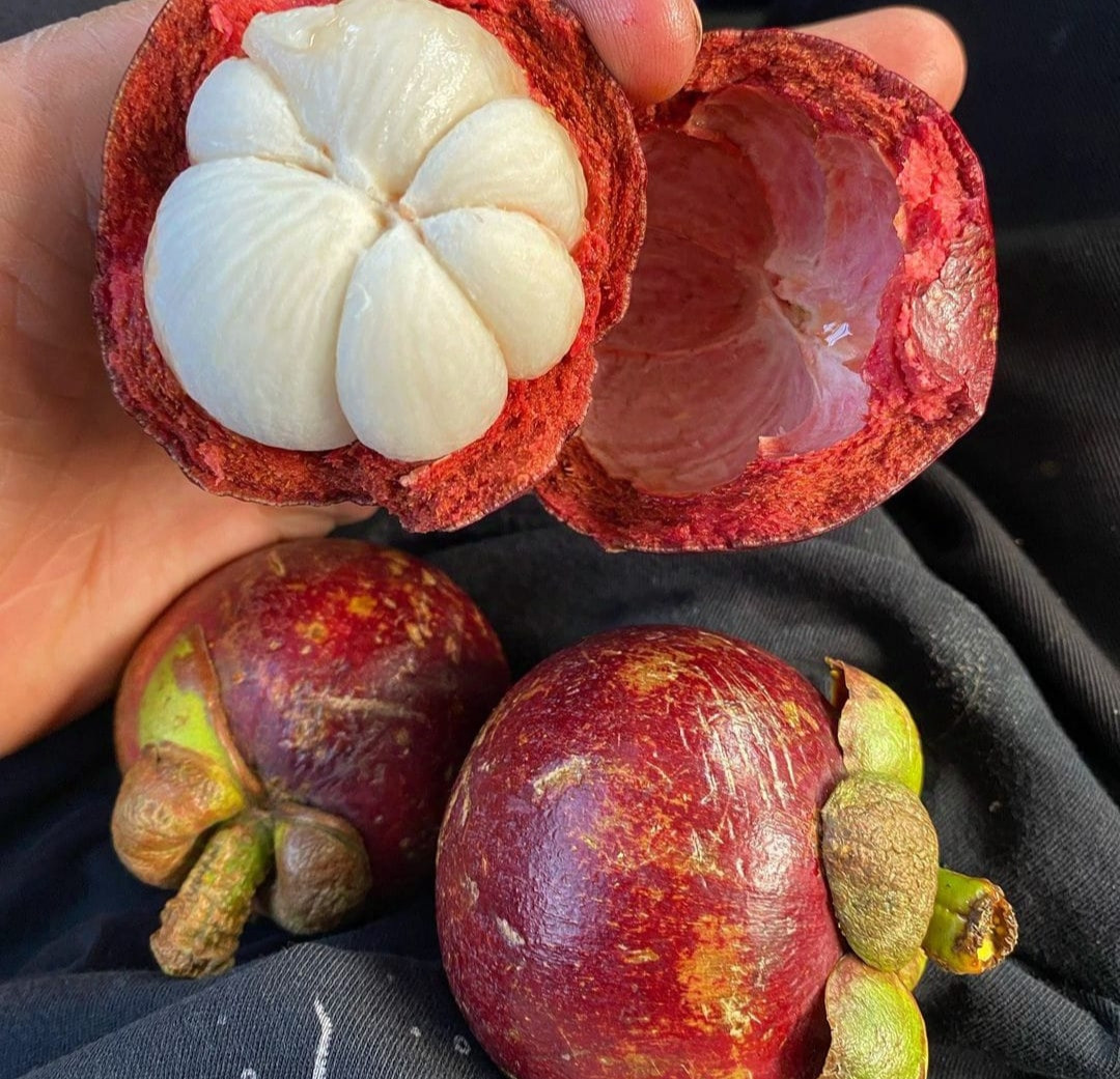 Mangosteen BIG size seedling