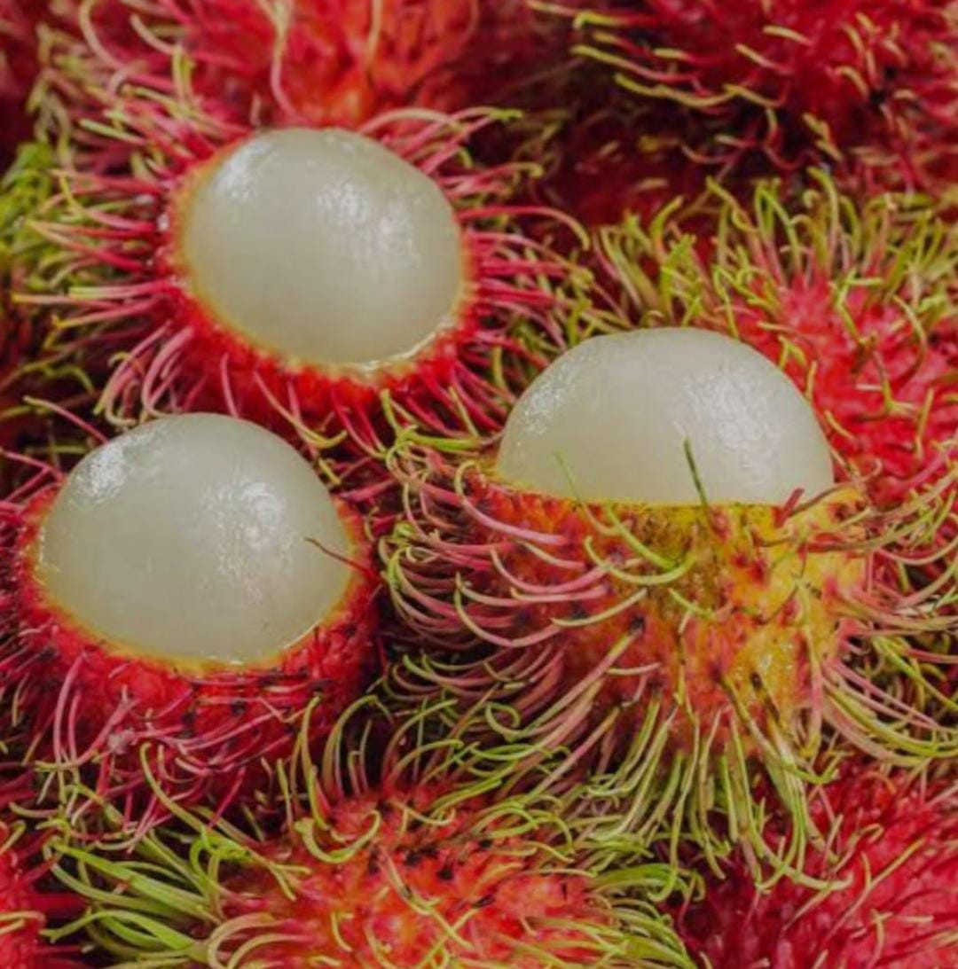 Rambutan N 18 Bud
