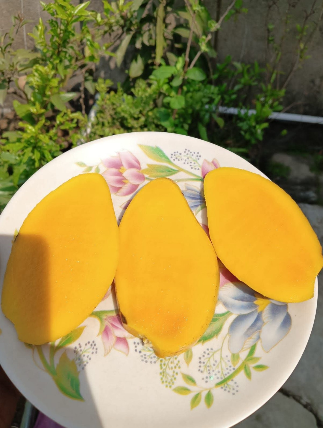 Mango sweet catimon all season graft