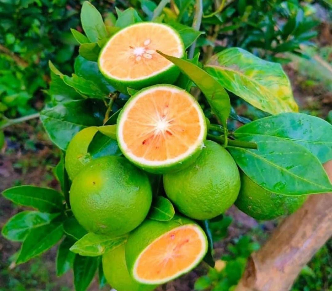 Vietnam Malta Mosambi Graft