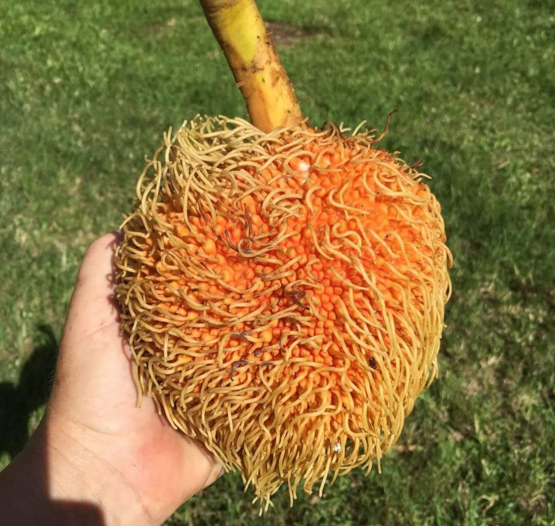 Anjili pedalai white bud