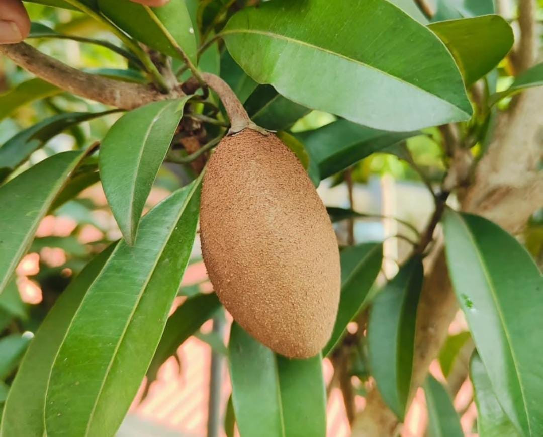 Banana Sapote Graft BIG Size Fruited