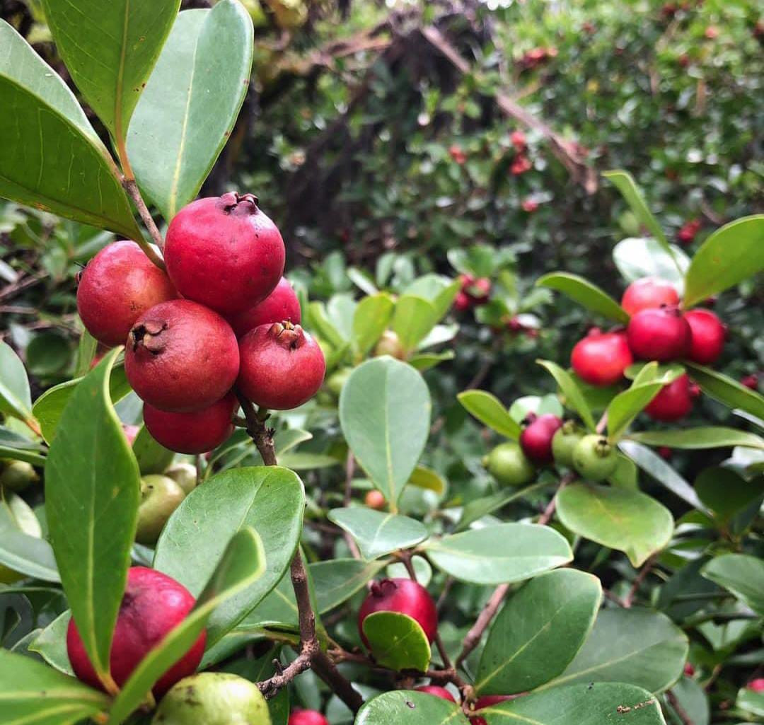 Red Strawberry Guava Layer