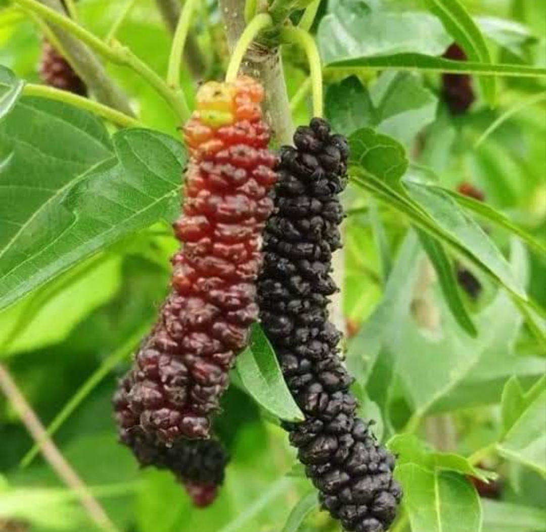 Chicken claw long mulberry red bud