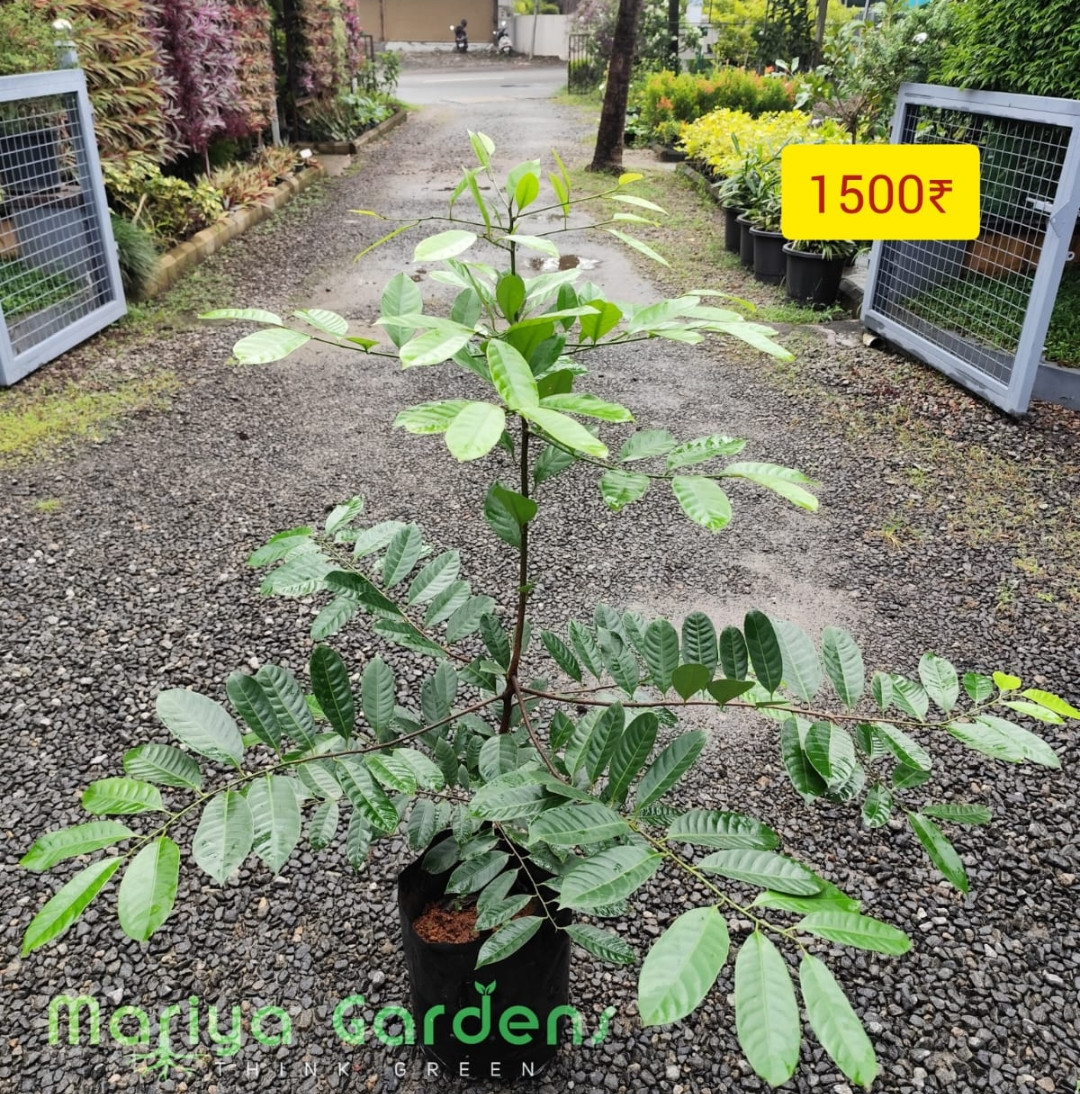 Nutmeg Golden Bud 2-3 Step (16*16 cover )