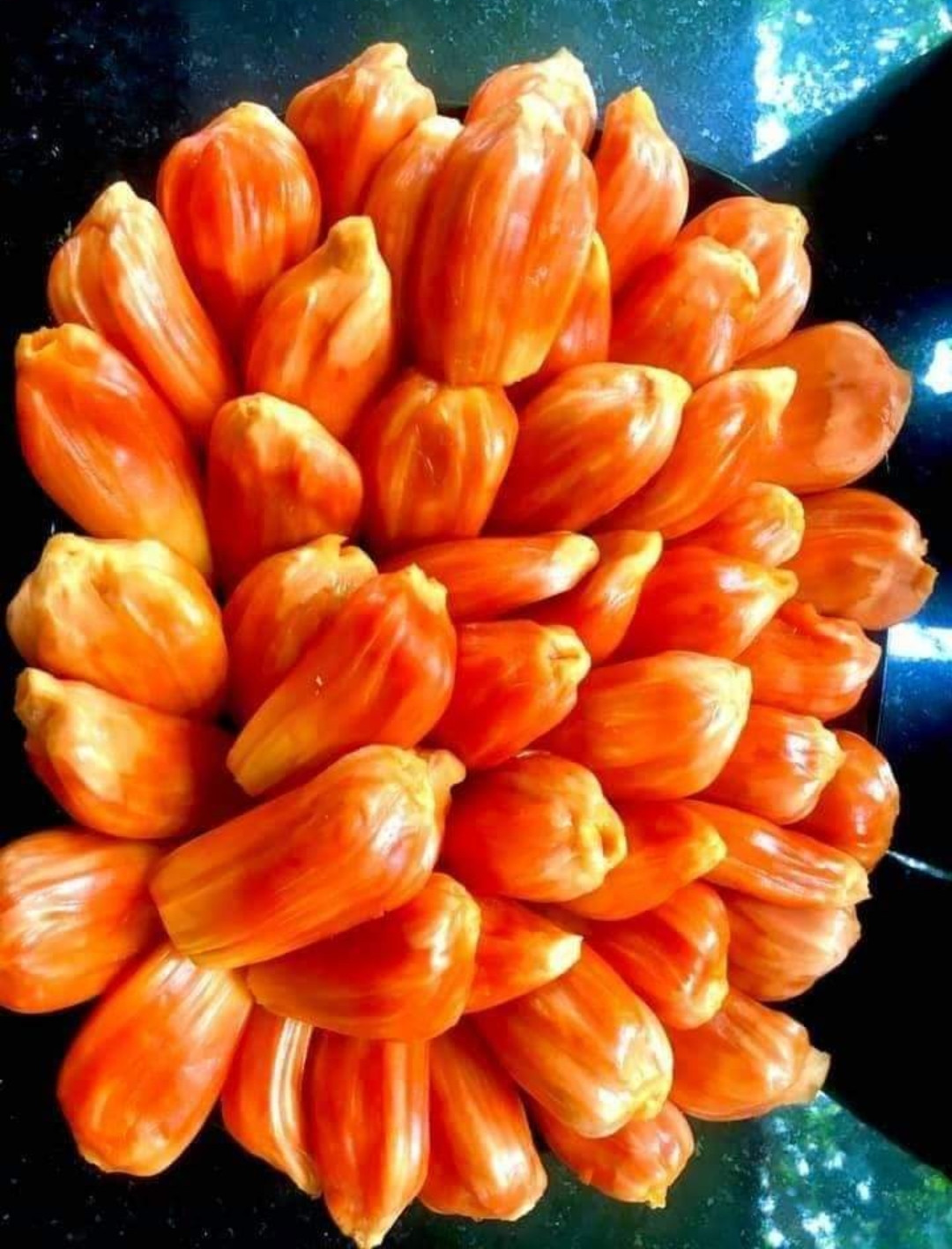 Jack Sindhoor Varikka Red Bud